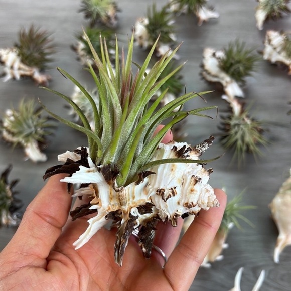 🔆LARGE AIR PLANT BUDDY🔆 WITH REAL SEA SHELL HANDMADE AND UNIQUE - Picture 8 of 12